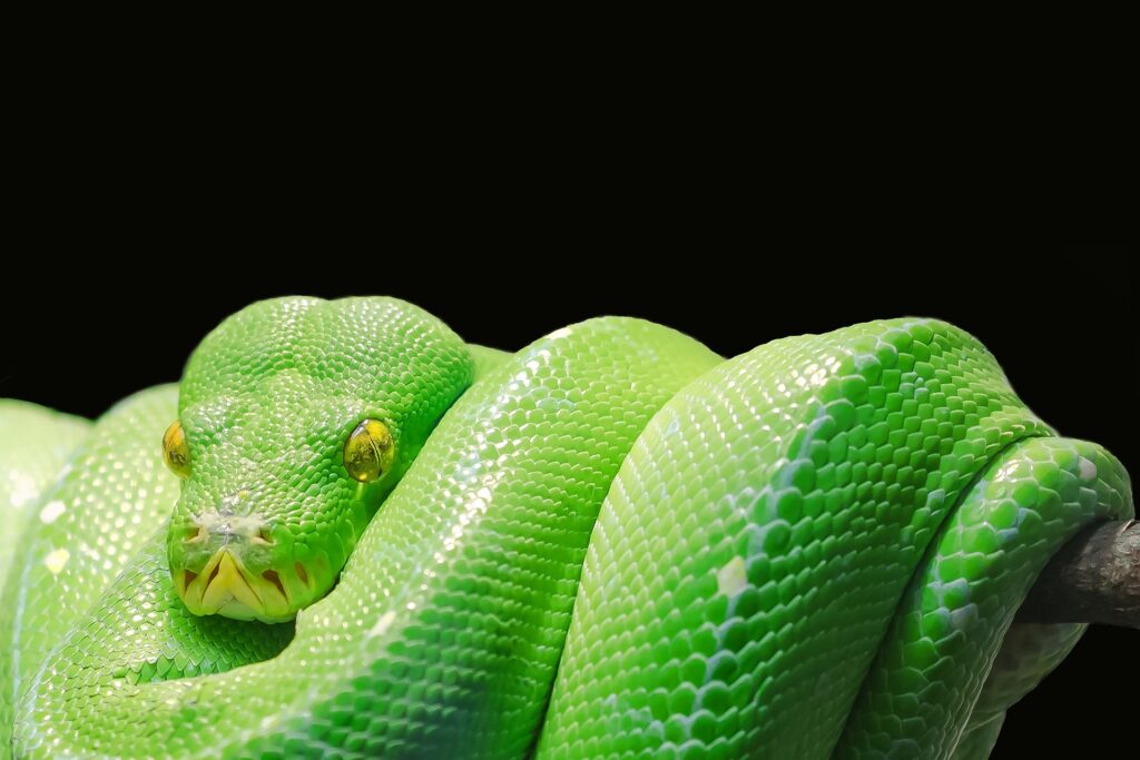 pythonプログラミング